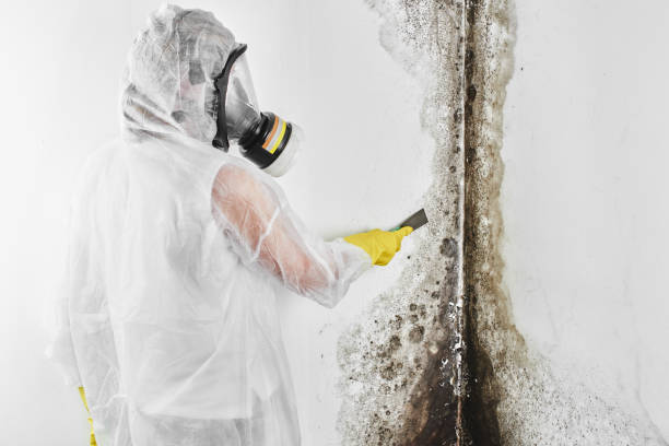 Best Best Mold Removal Companies  in White Sulphur Springs, WV