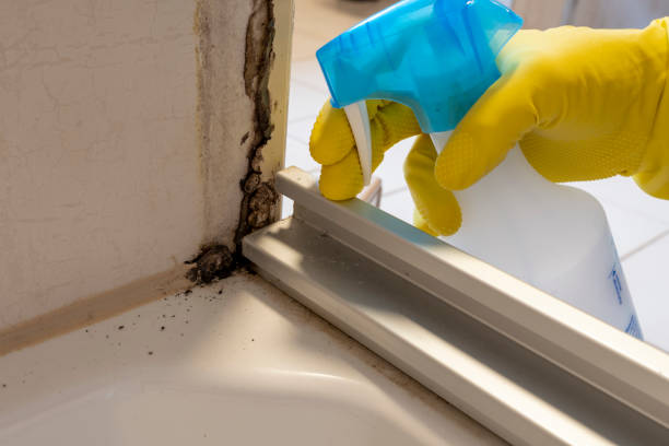 Best Same-Day Mold Removal  in White Sulphur Springs, WV