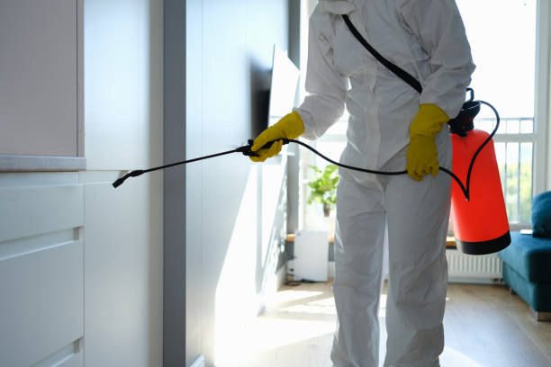 Crawl Space Mold Removal in White Sulphur Springs, WV
