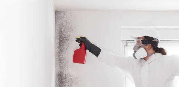 Trusted White Sulphur Springs, WV Mold Removal Experts