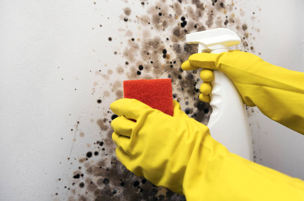 Best Office Mold Removal Services  in White Sulphur Springs, WV