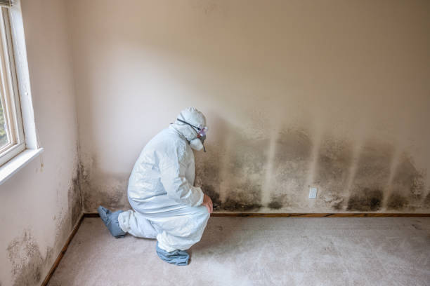 Best Black Mold Removal  in White Sulphur Springs, WV