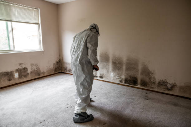 White Sulphur Springs, WV Mold Removal Company