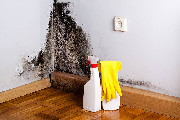Best Toxic Mold Removal  in White Sulphur Springs, WV
