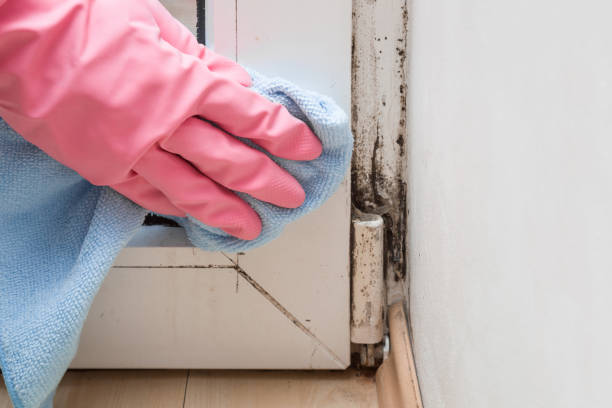 Professional Mold Removal in White Sulphur Springs, WV